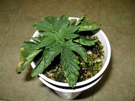 Fix Curling Or Clawing Cannabis Leaves Grow Weed Easy