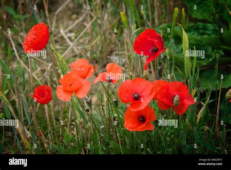 Flanders Poppies High Resolution Stock Photography And Images Alamy