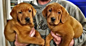 In nice weather, our english fox red lab puppies are taken outside a few hours a day for some sunshine and introductions to all the outside sounds of vehicles, kids. FOX RED LABRADOR BREEDER TEXAS | AKC Registered Labradors ...