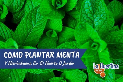 Como Y Porque Plantar Menta O Hierbabuena En El Huerto