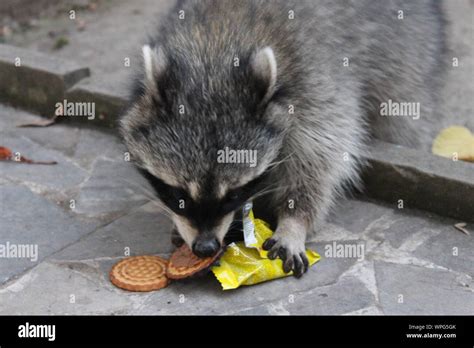 Raccoon Eating Hi Res Stock Photography And Images Alamy