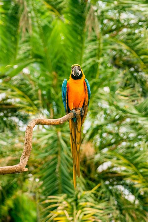 Farverig Macaw Papegøje Stor Flot Papegøje Tropisk Papegøje Stock