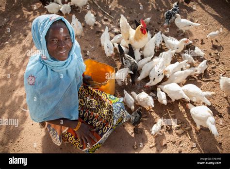 A Farmer Feeds Her Chickens Outside Her Barn In Tengréla Village