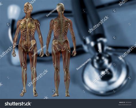Laginous landmarks are labeled to provide orientation. Medical Stethoscope With Front And Back Female Human ...