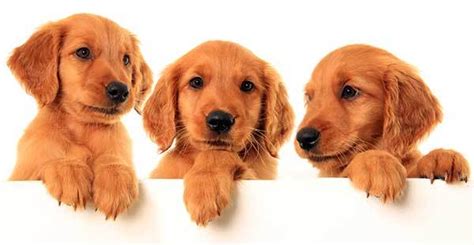Red golden retriever puppies are some of the cutest animals in the entire world. Red Golden Retriever: The Definitive Owner's Guide