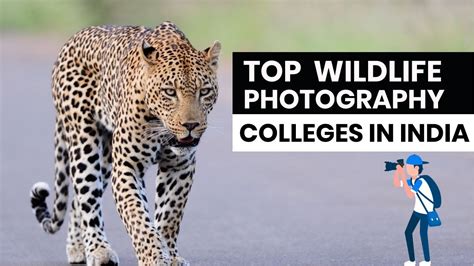 Top Wildlife Photography Colleges In India English Best Wildlife