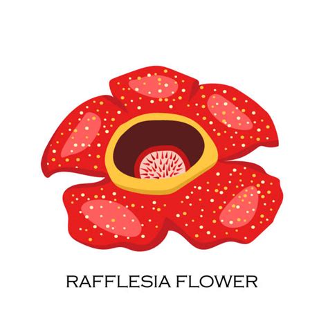 Rafflesia Illustrations Royalty Free Vector Graphics And Clip Art Istock