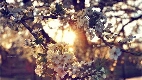 1920x1080 Branch Flowers Spring Wallpaper  Coolwallpapersme