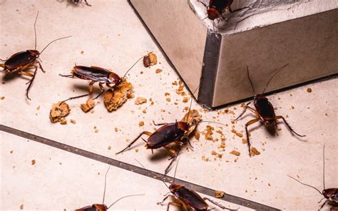 3 Things You Must Know About Cockroaches Drake Lawn And Pest Control