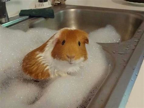 297 Best Images About Guinea Pigs On Pinterest Guinea Pig Cages