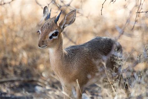 What Is A Dik Dik Fun Facts About The Cutest African Antelope
