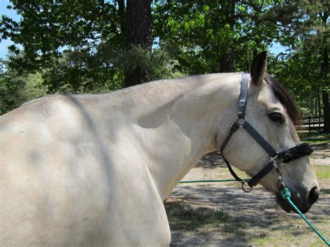 Appaloosa and buttermilk buckskin horse | horses. Memoirs of a Horse Girl: Buttermilk Buckskin: Changing Colors