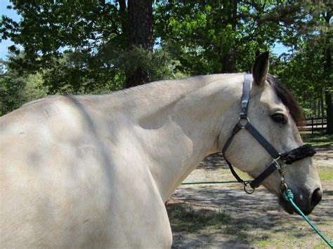 Find the perfect buckskin horse color stock photos and editorial news pictures from getty images. Memoirs of a Horse Girl: Buttermilk Buckskin: Changing Colors