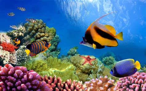 Great Barrier Reef Turtle 4k Wallpapers Wallpaper Cave