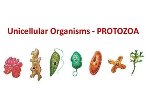Unicellular Organisms Cell Structure Quiz Quizizz