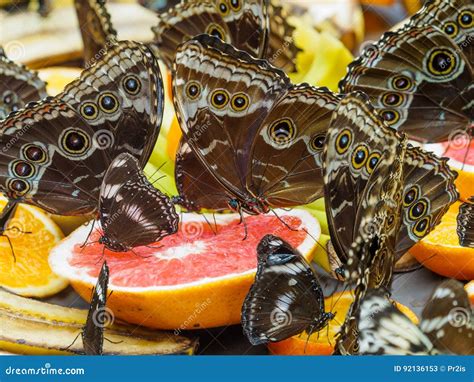 Butterflies Feeding On Fruit Stock Image Image Of Banana Orange