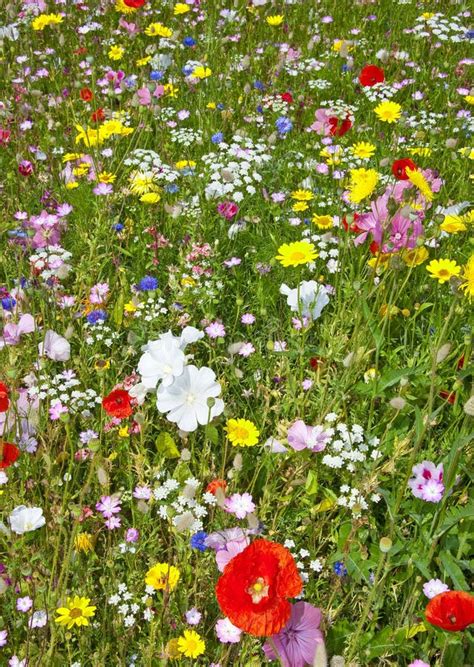 Meadow Flowers Stock Image Image Of Close Garden Green 25077123
