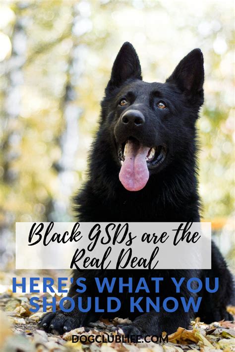 Black German Shepherd Facts Black Gsds Are The Real Deal Black