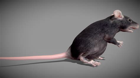 Fat Rat 3d Model By Game Ready Studios Game Ready 06b5000