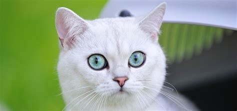 Популярные породы кошек с фотографиями и названиями: ТОП-25