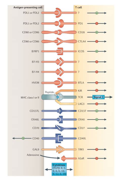 Figure 1 [interactions Between Antigen Presenting Cells Apcs ] Endotext Ncbi Bookshelf