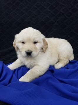 If so click here to browse all of our adorable puppies ready to find a new home. Golden retriever puppies for sale in ohio under 200 ...
