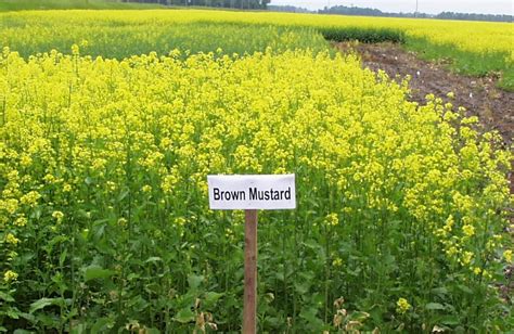 Tame Mustard Production — Publications