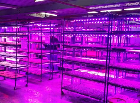 Led light manufacturers like kind and viparspectra offer excellent quality and value. HD Commercial LED Grow Lights