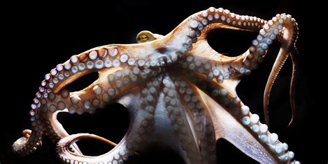 Octopus Movement Study Reveals Strange Way Animal Gets Around Video
