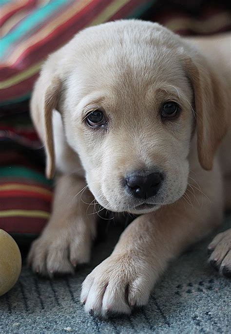 Labs are sociable, affectionate, and loyal. 10 Adorable Labrador Retriever Puppies You've Ever Seen