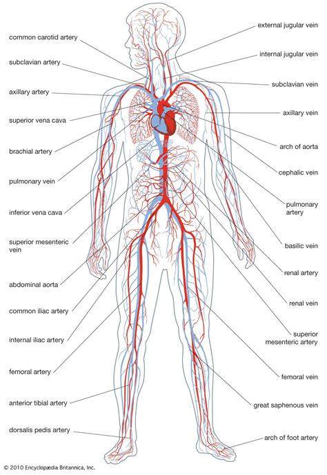 Easy Drawing Of Circulatory System