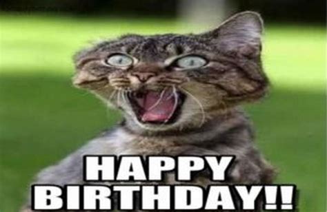 101 Funny Cat Birthday Memes For The Feline Lovers In Your Life