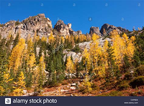 Golden Larch Trees Pseudolarix Amabilis At The Peak Of Their Fall