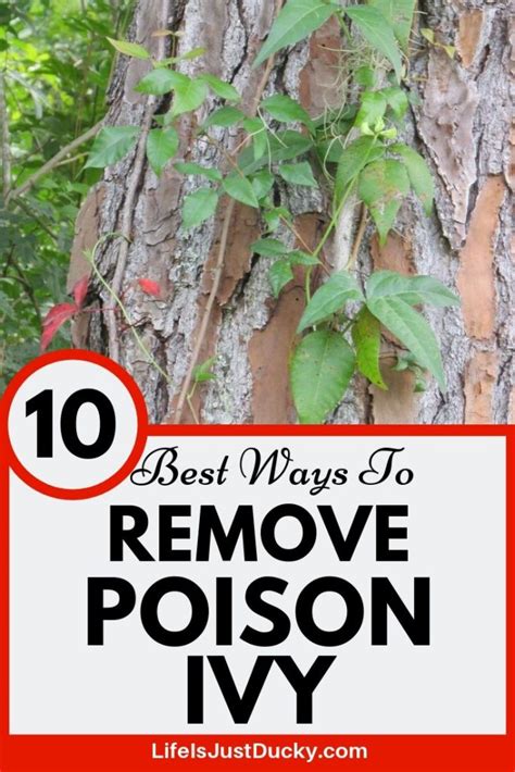 Kill Poison Ivy Naturally Poison Ivy Cure Poison Ivy Killer Poison
