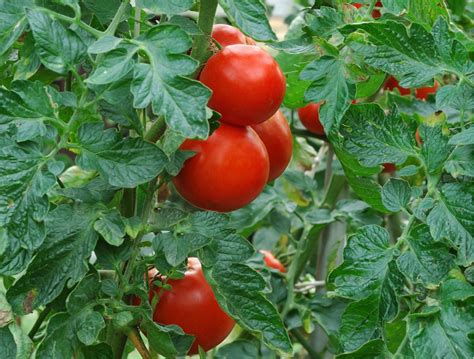 Growing Tomatoes The Ultimate Guide To Growing Tomato Plants