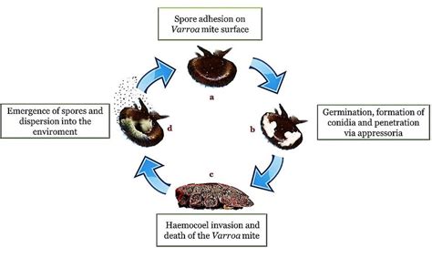 Entomopathogenic Infection Cycle Method Of Action In Presence Of A Download Scientific