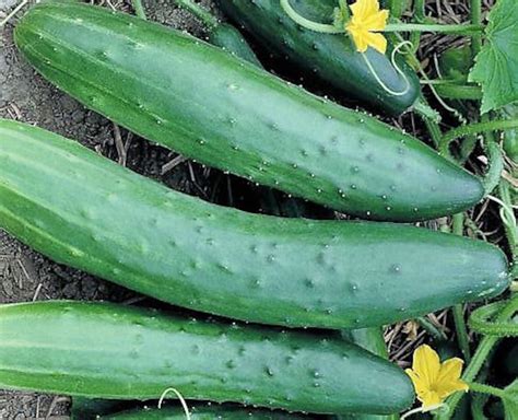 Cucumber Garden Sweet Burpless Seeds Long Slender Slicer Hybrid