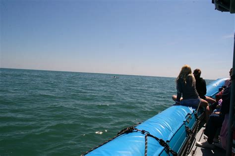 Review Of Blue Wave Adventures Dolphin Tour In Myrtle Beach Hubpages