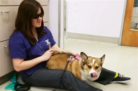 Pet Laser Therapy In Orange Ca Oc Veterinary Medical Center
