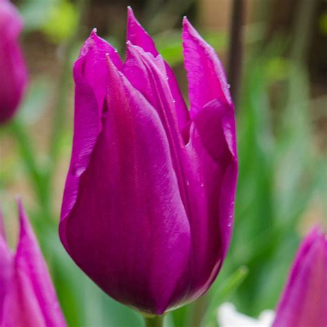 Taylor is a master dream interpreter and dream officer. Tulipa 'Purple Dream' - Pheasant Acre Plants