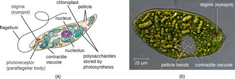 41 Unicellular Eukaryotic Parasites Allied Health Microbiology
