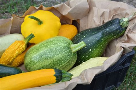 Growing Summer Squash Best Varieties Planting Tips And Harvesting