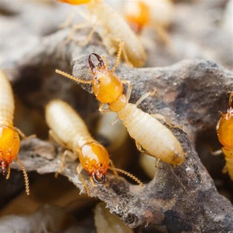 Termite Archives Turner Pest Control