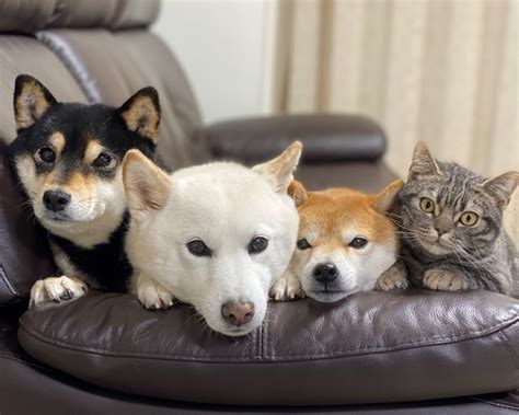 Doujin music | 同人音楽 8 янв 2015 в 18:38. 猫が3匹の犬と一緒に「おすわり」「まて」をする動画が話題に ...