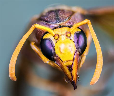 Free Images Flower Yellow Fauna Invertebrate Close Up Hornet