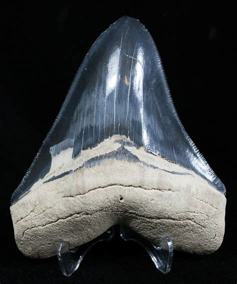 Large 4 Inch Bone Valley Megalodon Tooth For Sale 2001