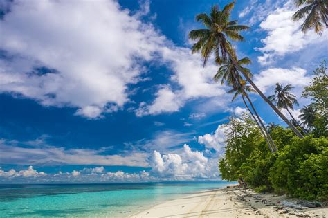 Beach Shrubs Palm Trees Island Paradise Clouds