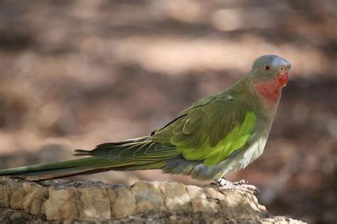 Princess Parrot Central Australia A Photo On Flickriver