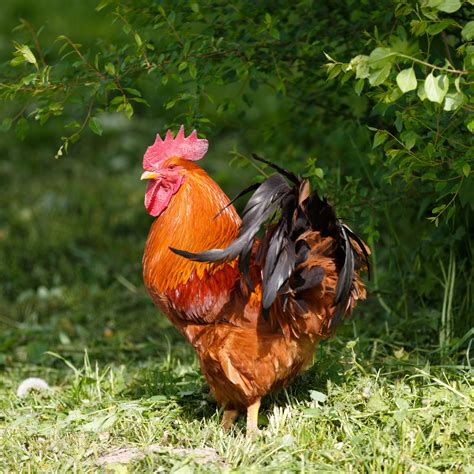 Rooster Free Stock Photo Public Domain Pictures