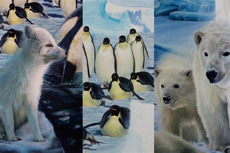 Mr Artic Fox Polar Bear Mother And Cub Emperor Penguins The March